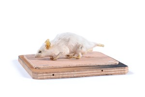 Image description is not available for 2022.4.1